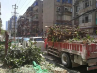 近百年桂花巷内桂花树很多被砍，曝露什么难题