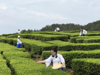 《采茶舞》黄浦江畔歌唱，浙江泰顺来上海推介富氧茶“三杯香”