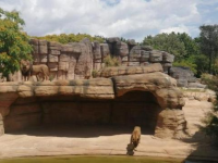 巴塞罗纳动物园的四只狮子感染了新冠肺炎病毒，并且全部康复。