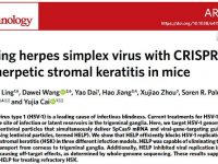 基因治疗“从0到1”实现创新突破。病毒性角膜炎有望通过HELP疗法治愈。