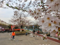 一夜春雨 浦东光耀路樱花园里仍灿烂