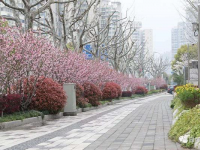 除了樱花，还有紫荆海棠红花檵木！上海多条绿化特色道路已到“最美观赏季”
